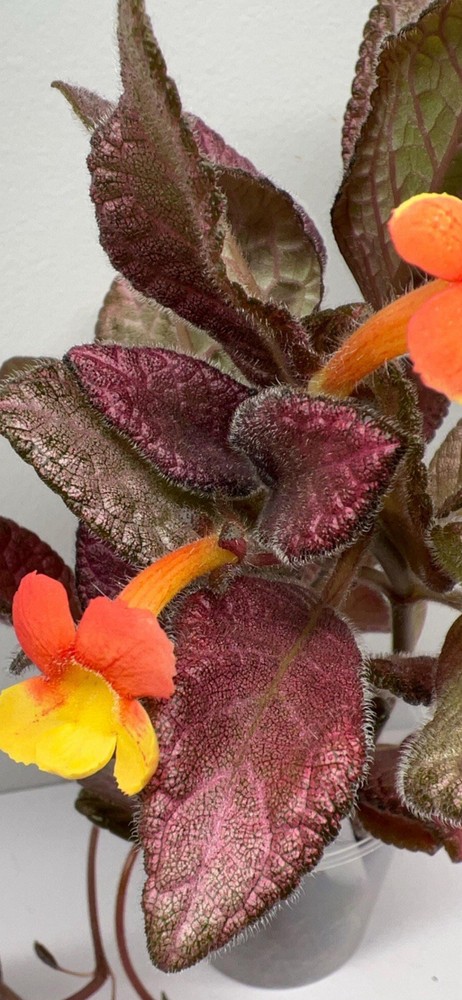 Episcia Show Time Plant