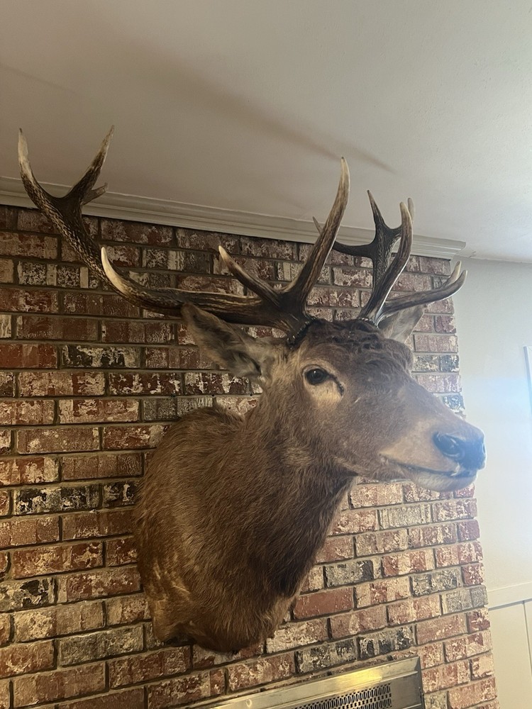 Red Stag Shoulder Mount