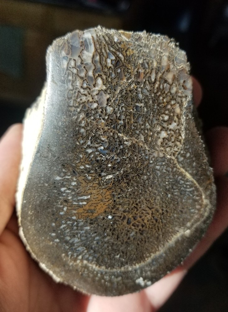 Nice Stegosaurus Vertebra Agatized Split Polished Multicolor Solid Morrison 2+Lb