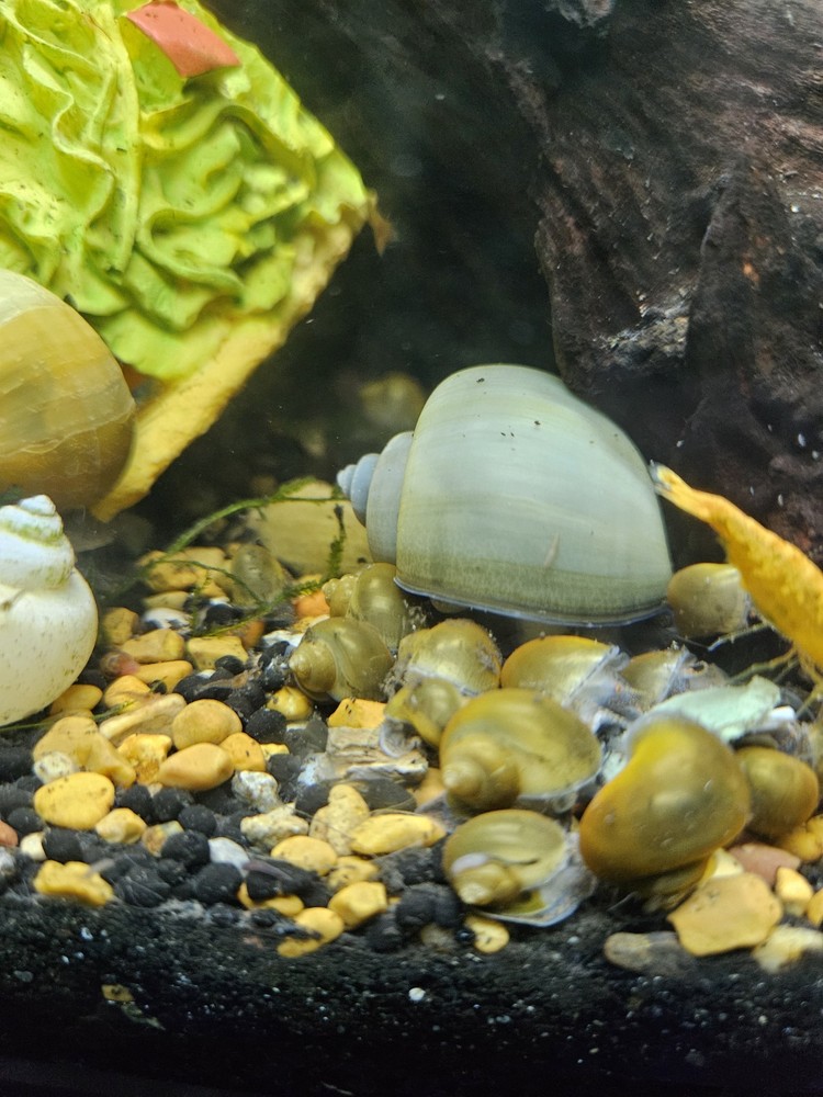 BLUE MYSTERY SNAILS!!!! 10PK