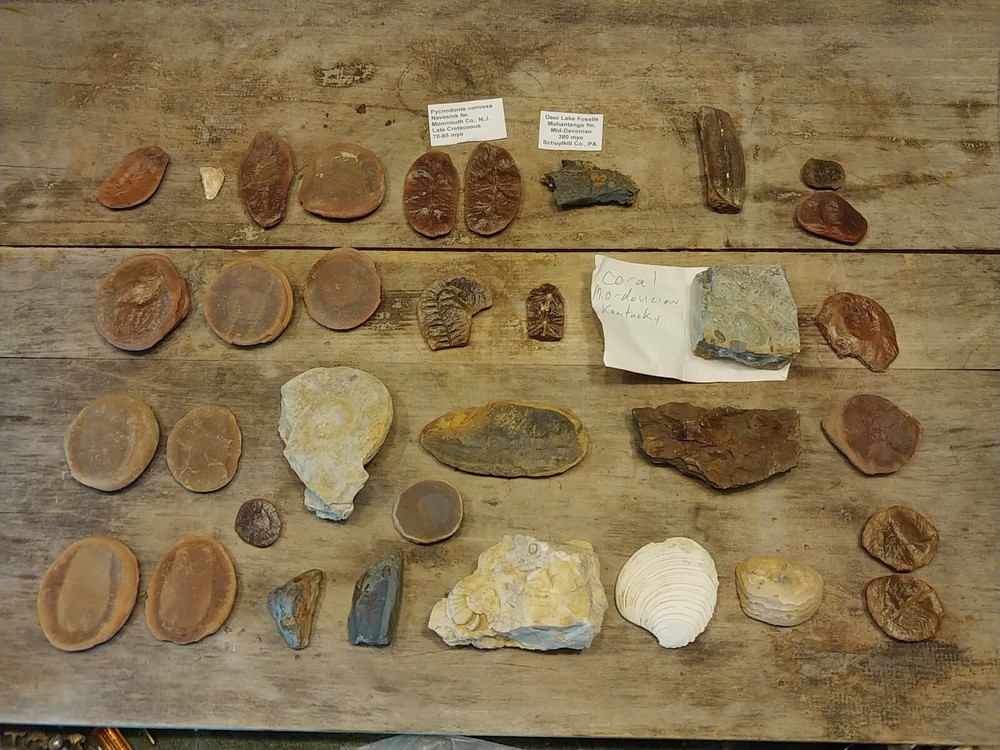 Fossil Lot 34 Total Pieces