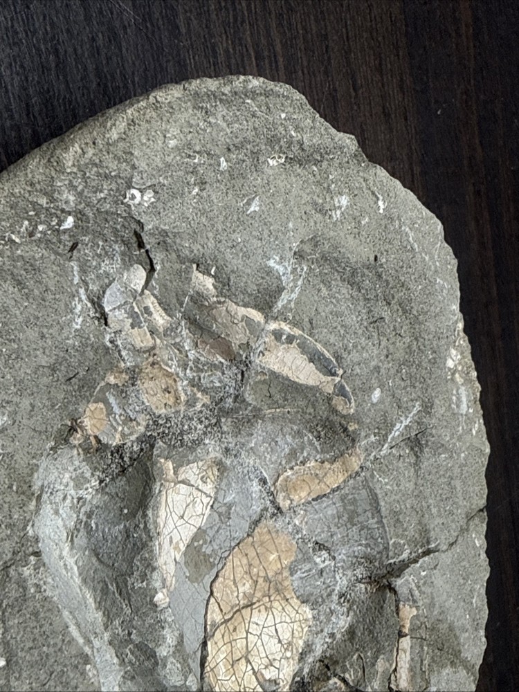 Unique Fossil Crab Ball Type Specimen