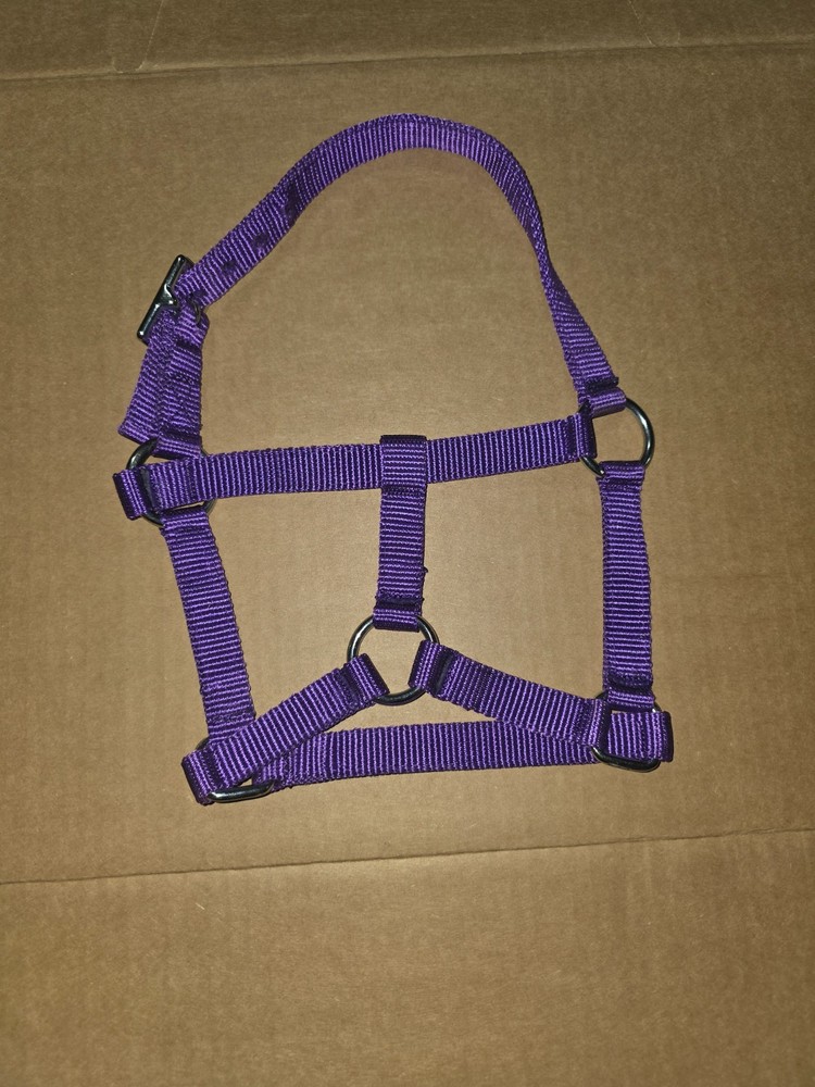 Foal Halter