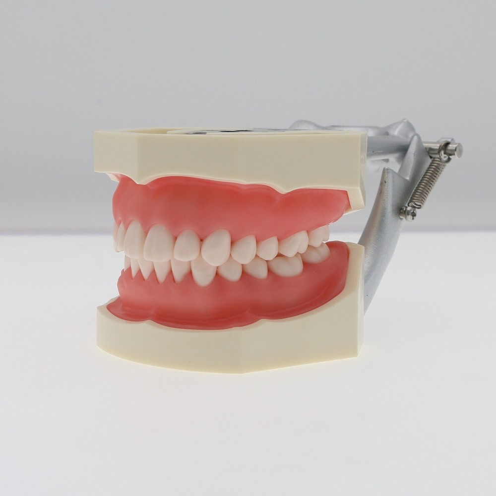 Kilgore NISSIN Typodont Models Replacement Teeth Mounting Pole Simulation Cheek