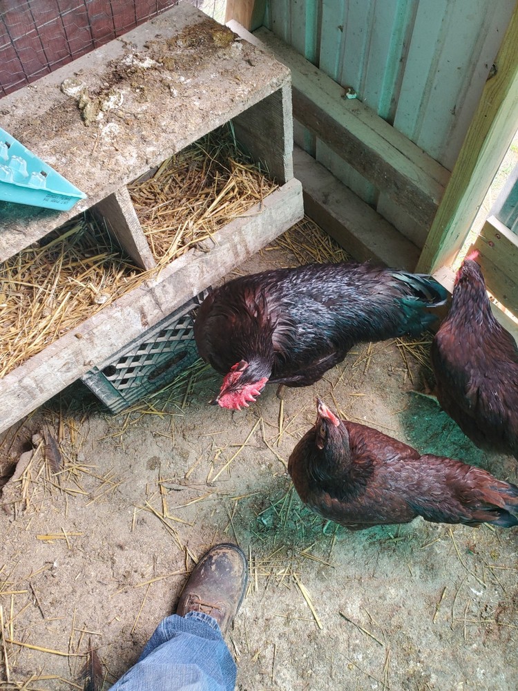 18 Exhibition Rhode Island Red Hatching Eggs