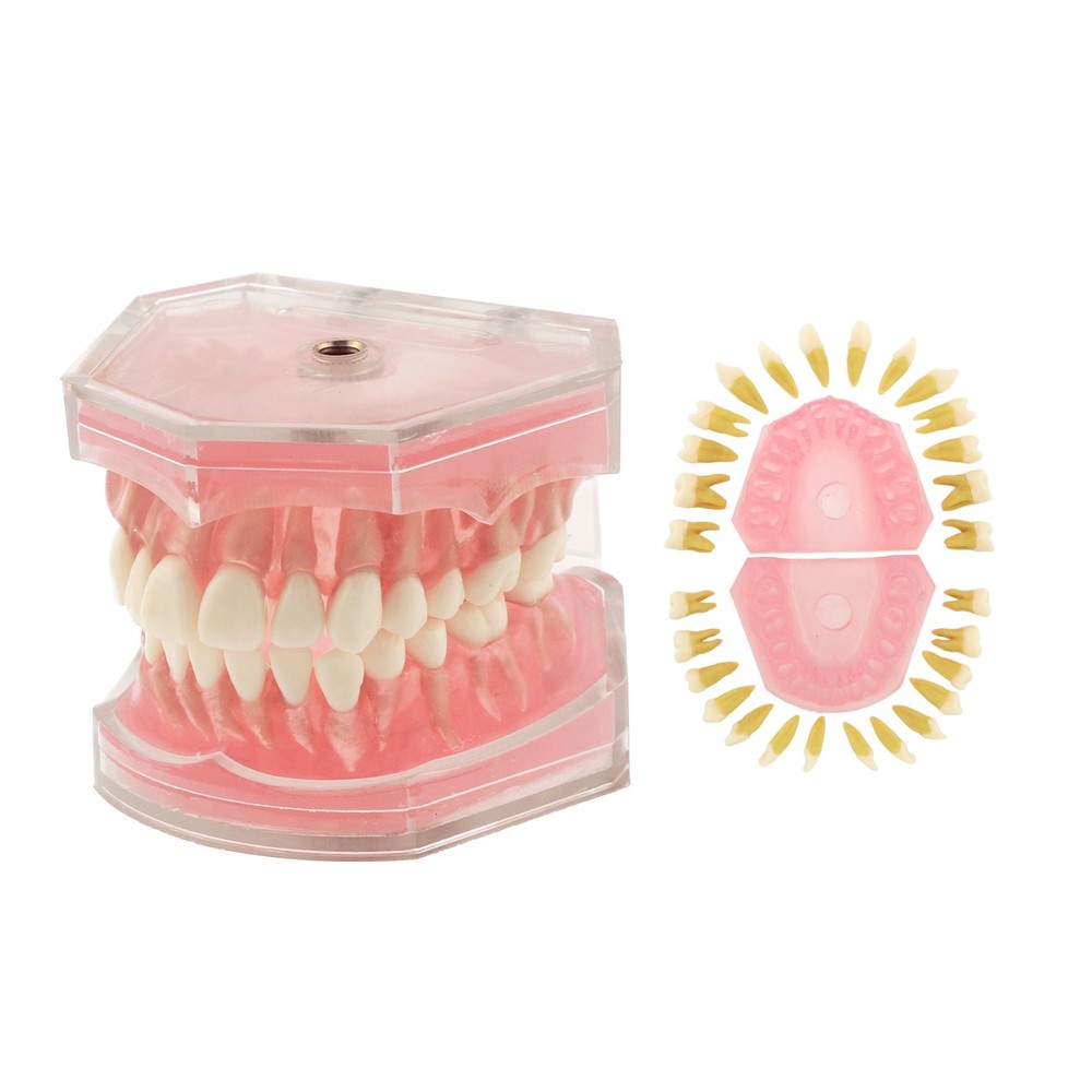 M7008 Standard Dental Study Teeth Model with Soft Gingiva 28 Removable Teeth