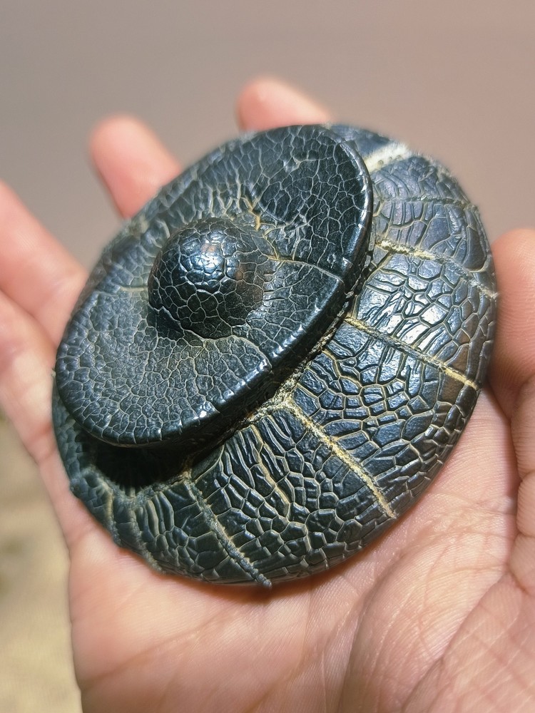 China Natural stone "tortoise back pattern" stone Moire stone 73694
