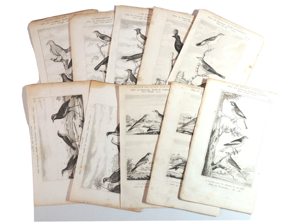 5. Lot 10 engravings. Buffon "The Birds"