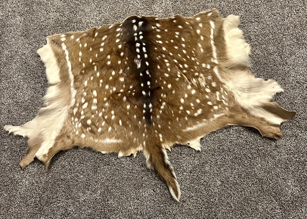 Beautiful Axis Deer Hide 50x37