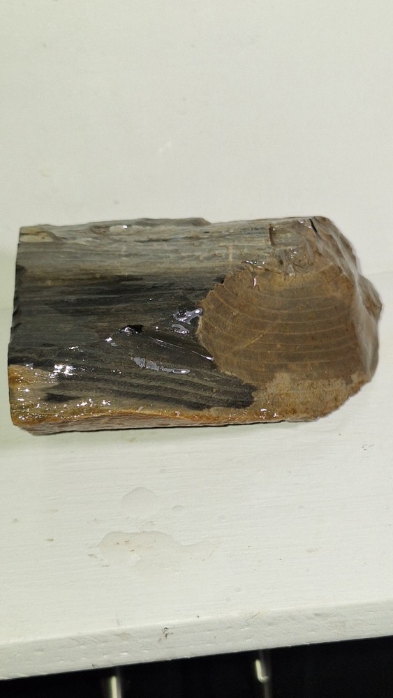 Agatized Petrified Wood