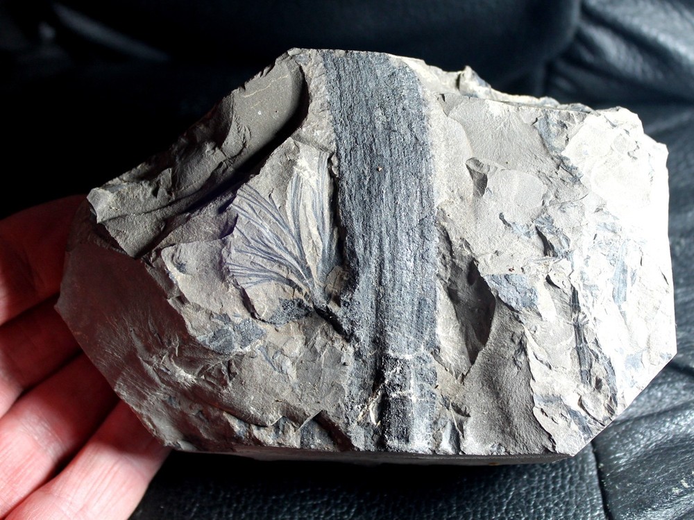 Rhodea - Museum grade Carboniferous plant