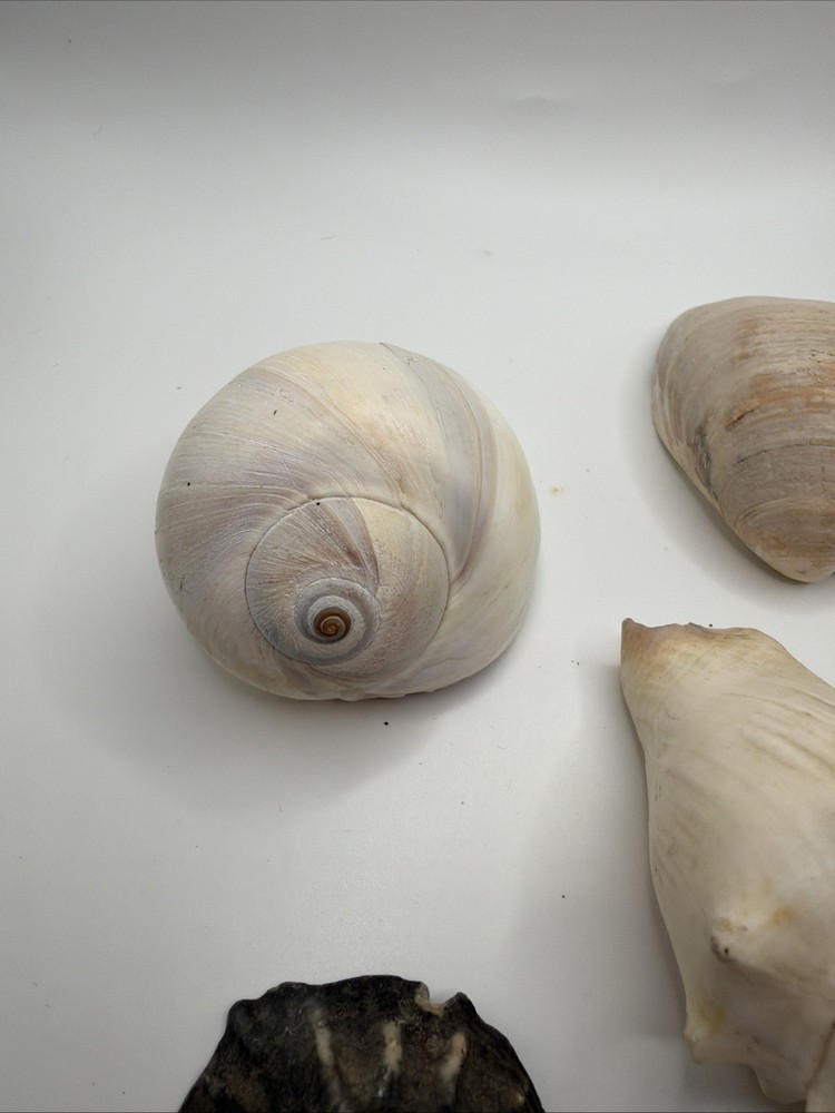 Mixed Sea Shells Lot Natural Ocean Shell Collection Craft Decor Beach Shells Set