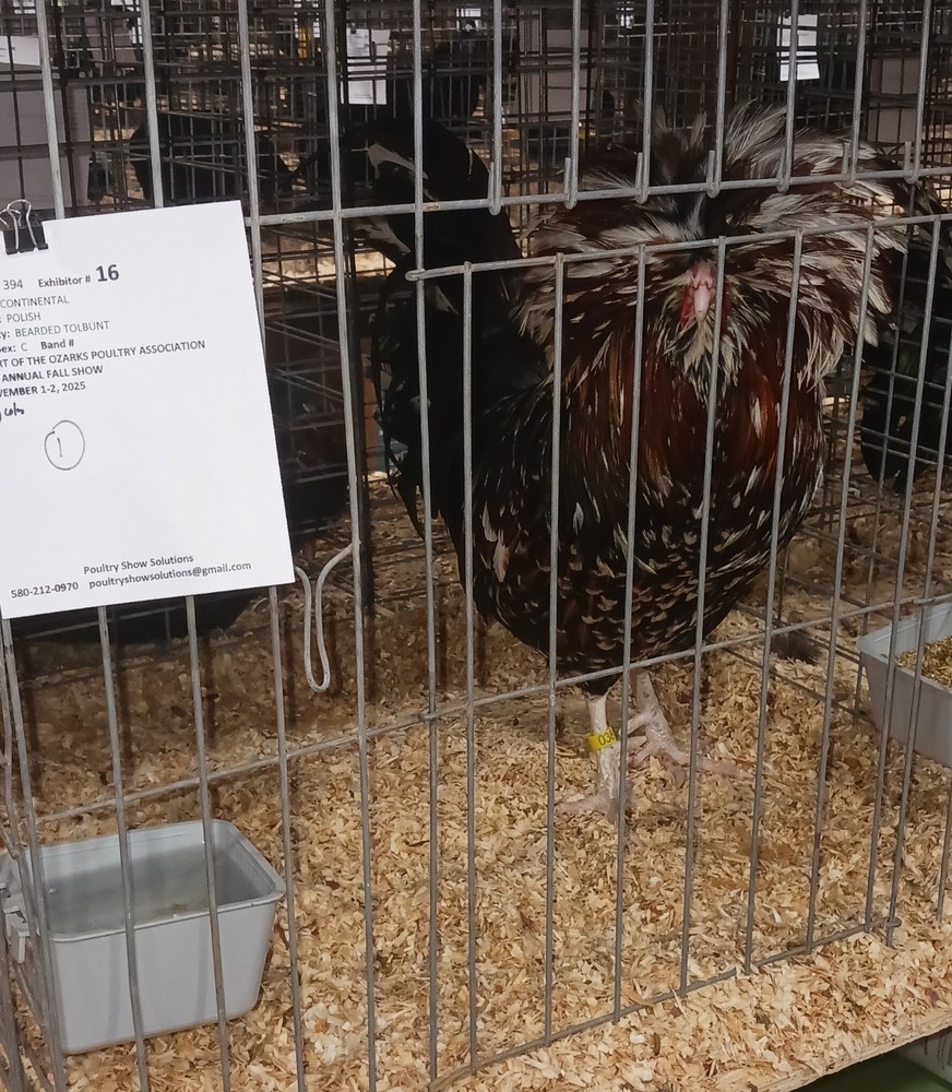 polish tolbunt hatching eggs