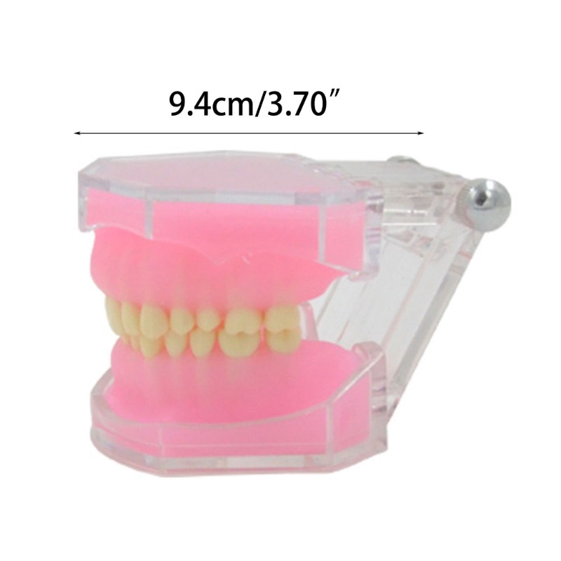 Typodont Teeth Model Typodont Study Model Detachable Teeth Model Teaching Tool