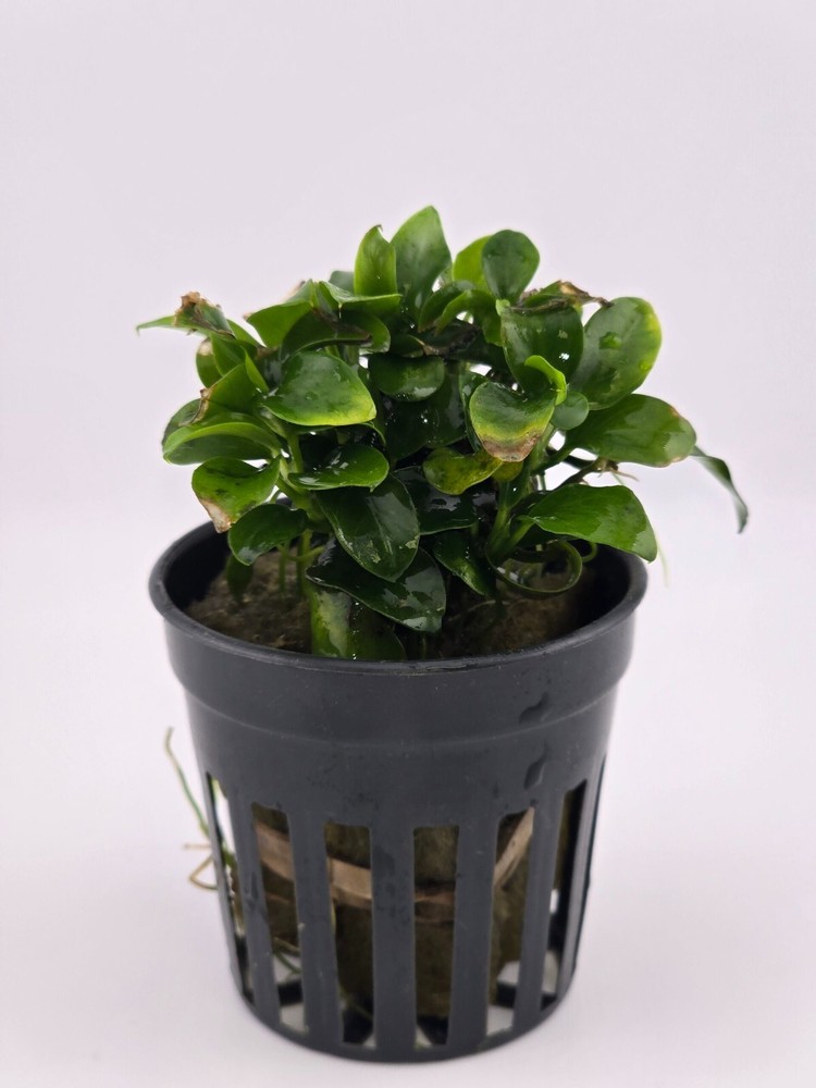 10 Gallon bundle 10 Aquatic Plants