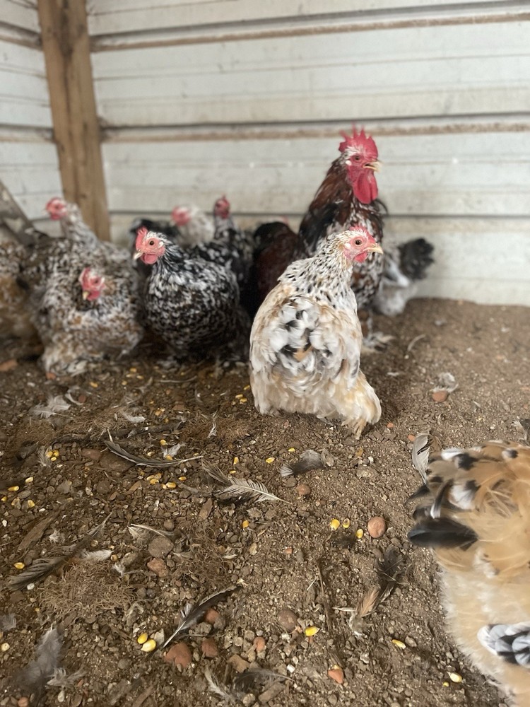 6 Eggs! Calico Cochin Bantam Eggs!