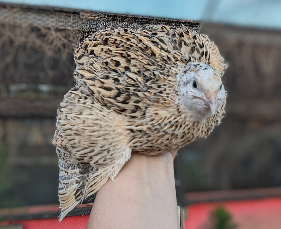 110 ++ Rainbow Coturnix Quail Hatching Eggs NPIP
