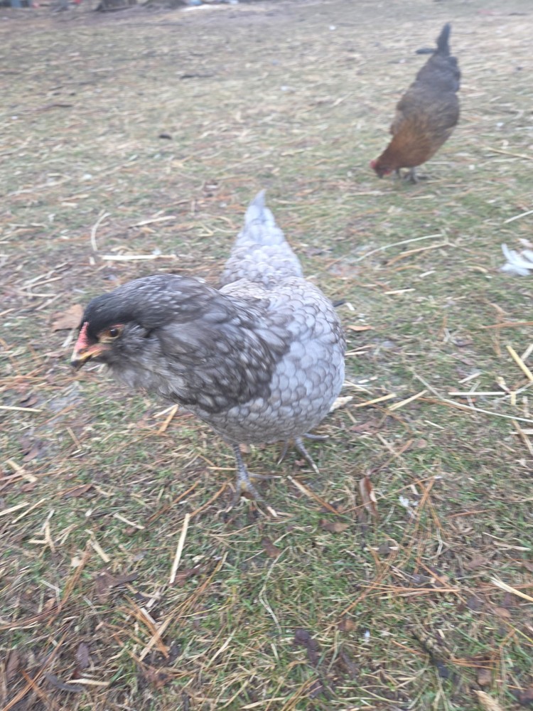 6+ Fertilized Ameraucana Chicken Eggs