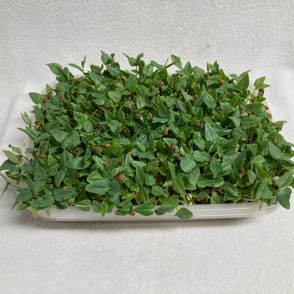 Microgreens Sprouter Tray Hydroponic Seed Sprouting Garden Planter 2pack