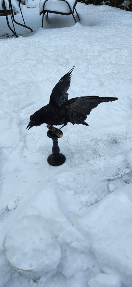 Carrion Crow Taxidermy
