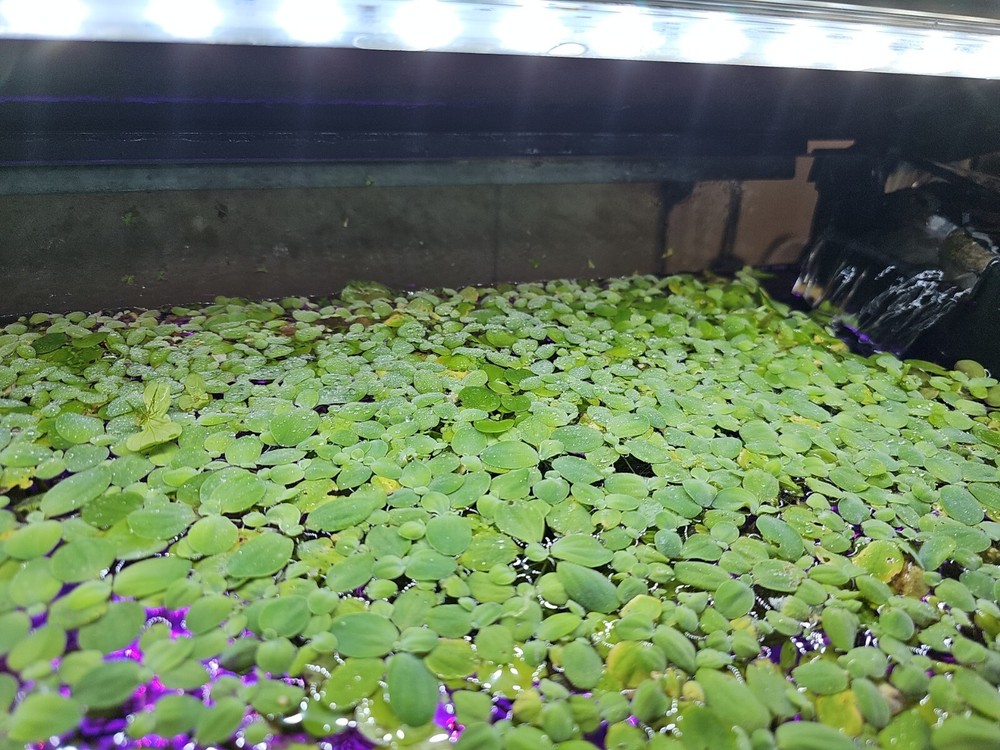 Freshwater Top Cover Large And Small