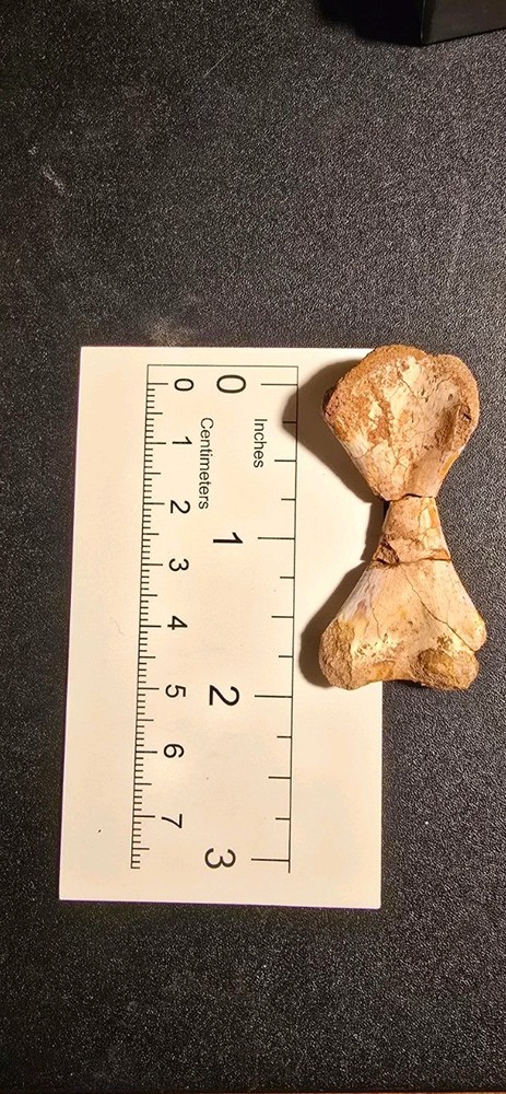 Very Rare Metoposaur Limb Bone From Texas!