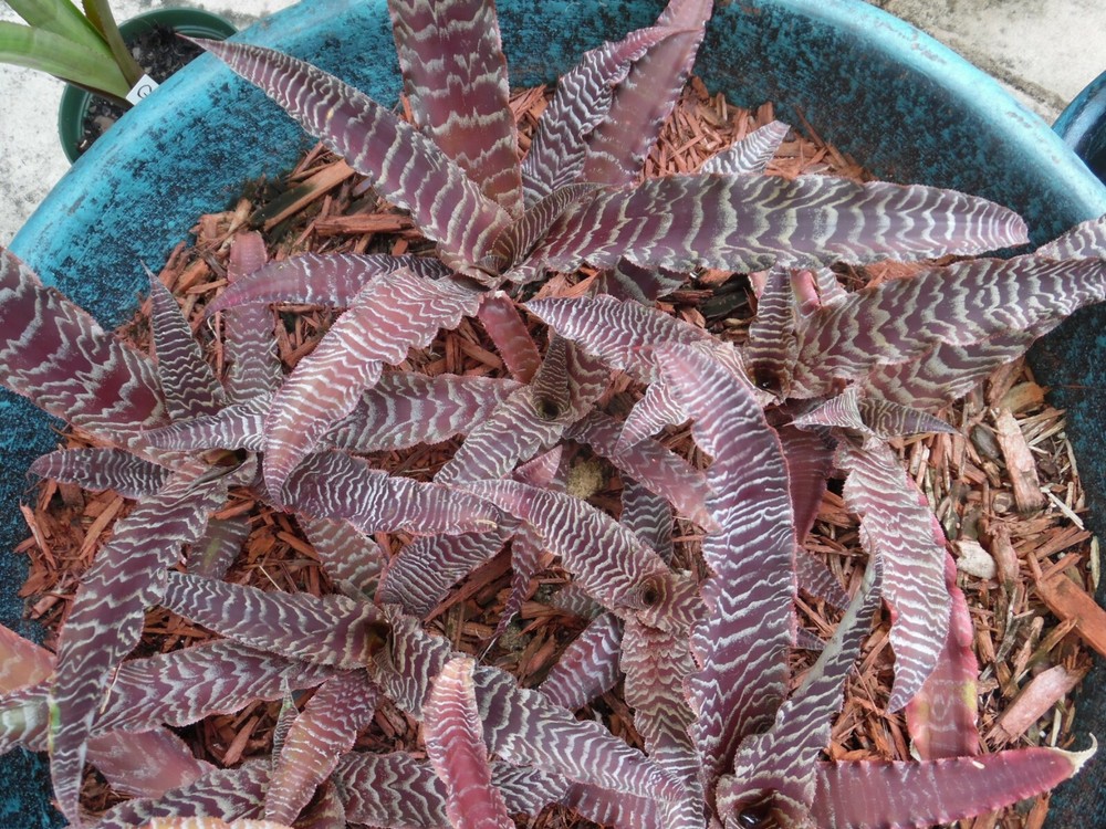 Cryptanthus PHEASANT TAIL Bromeliad one tropical plant *MEDIUM*
