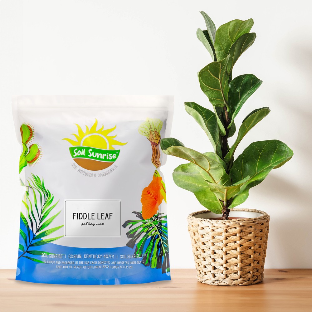 Fiddle Leaf Fig Potting Mix, Soil Amendment for Potted Fig Trees