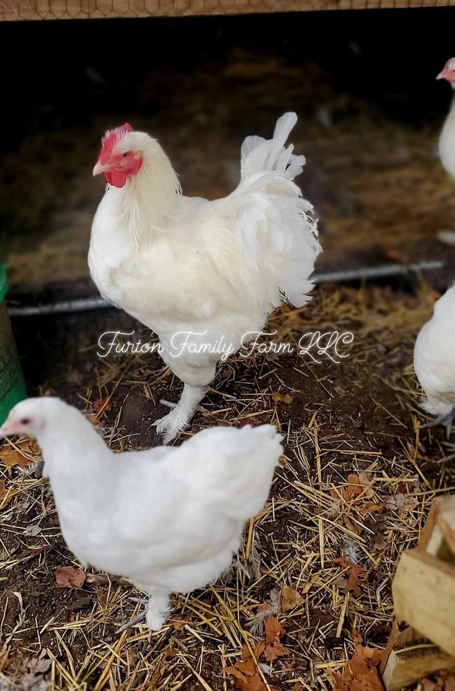 12+ Langshan Blue, Black, Splash Hatching Chicken Eggs