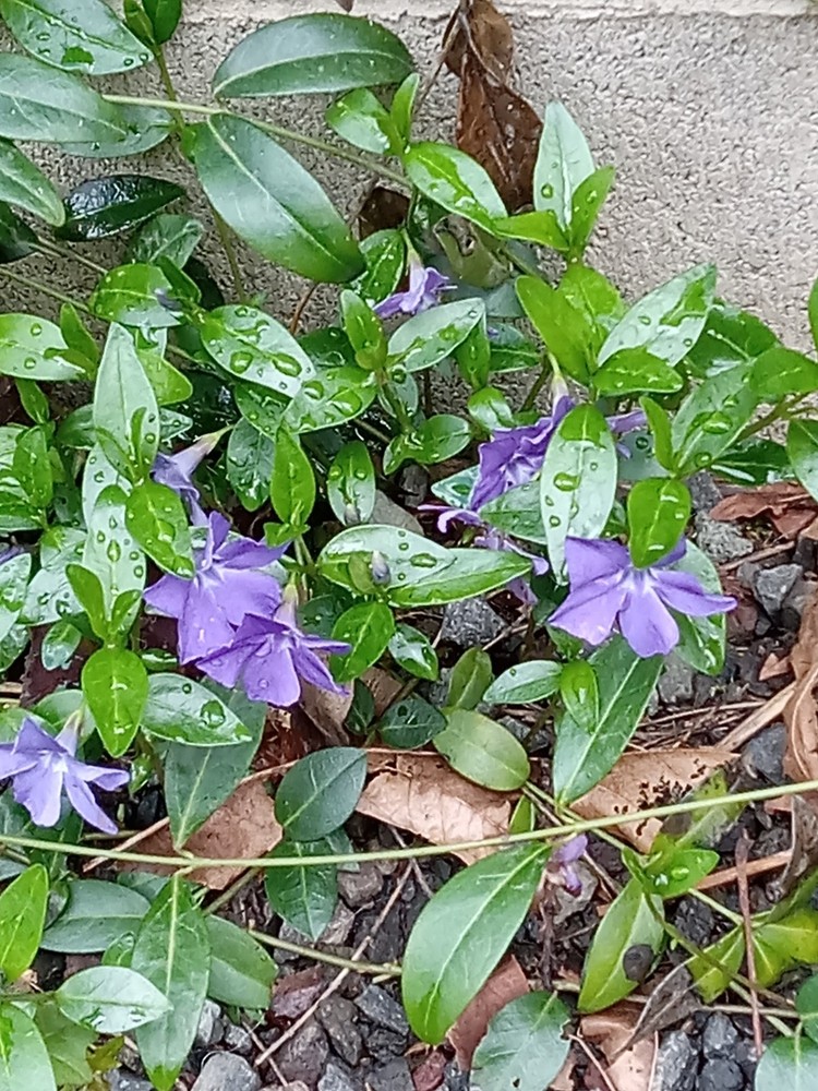 purple ground cover seedling