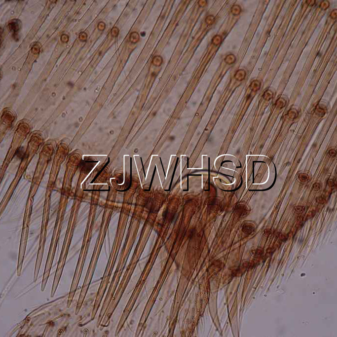 100pcs Glass Prepared Basic Science Microscope Slides Sample Biology Pathology