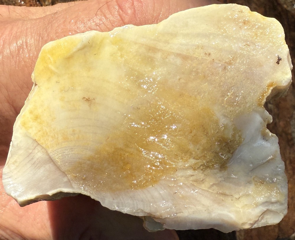 Washington Opalized Petrified Wood Limb Section