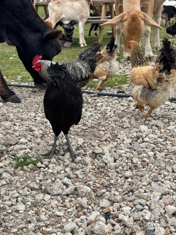 12 Chicken Hatching Eggs Mix (Rare Breeds)