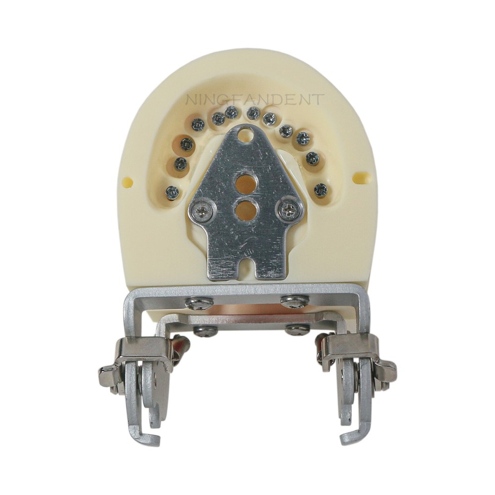 Dental Child Primary Practice Teeth Model 24 Removable Teeth For Dentist Practic