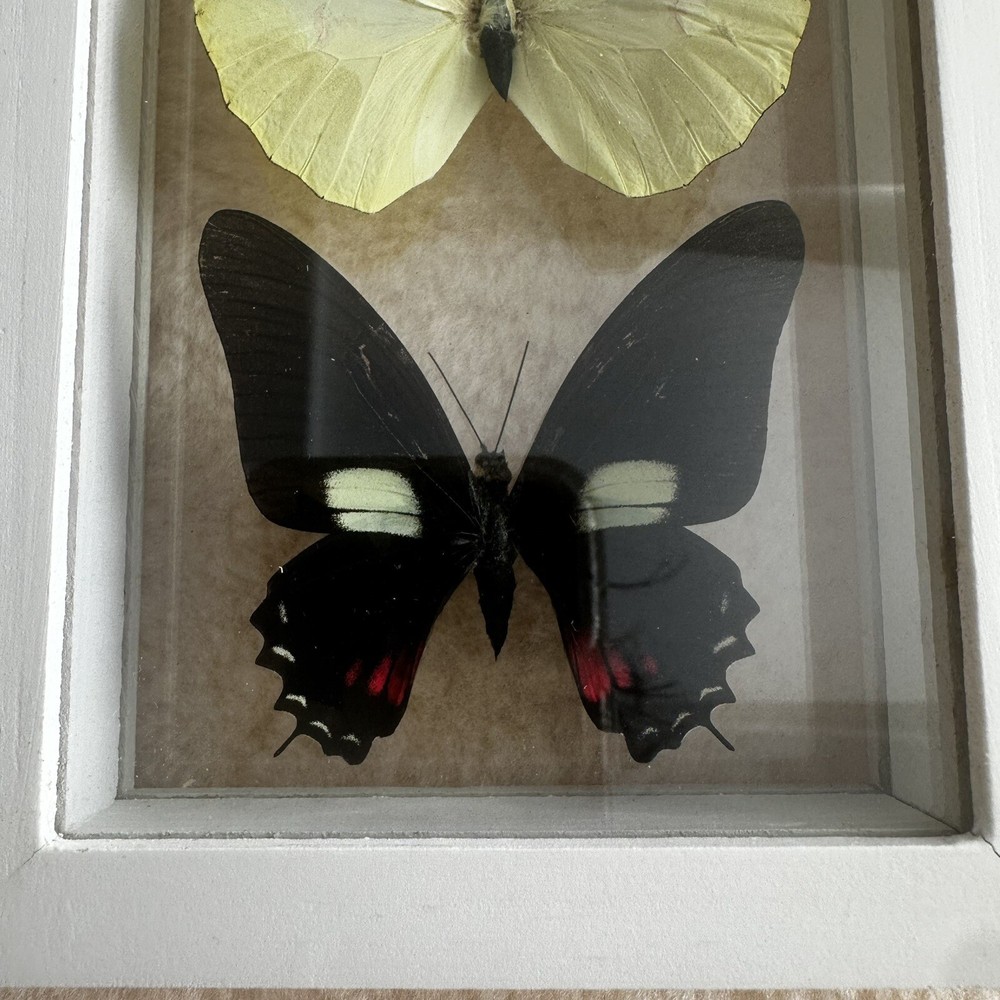 Real Framed Butterfly Specimen Display Shadow Box Swallowtail Entomology Art
