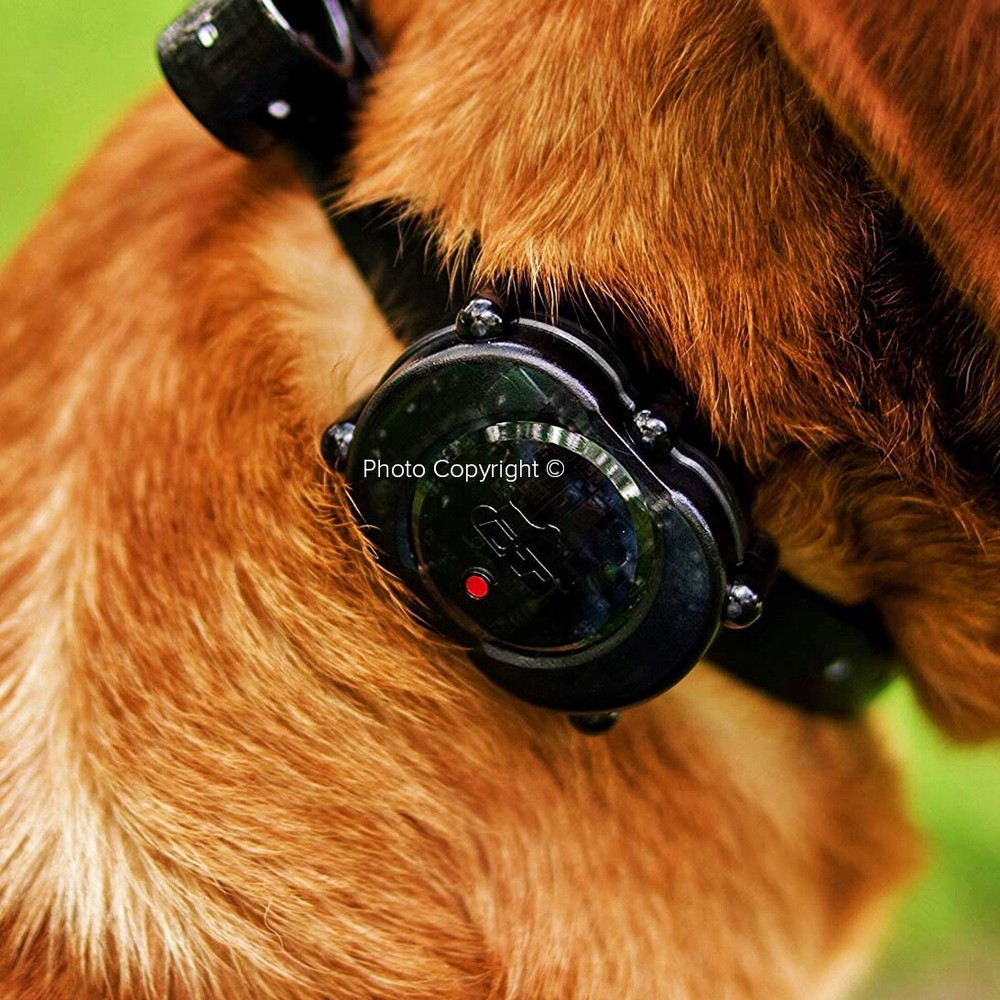 DT Systems Micro-iDT PLUS Add-On Collar Dog Receiver Black MAXX-Range 360°