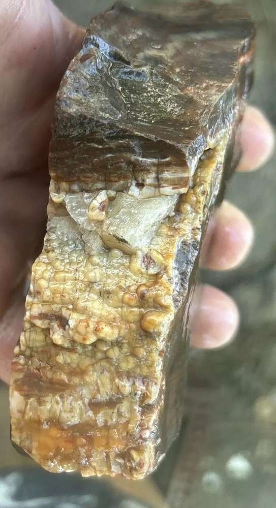 Colorful petrified wood