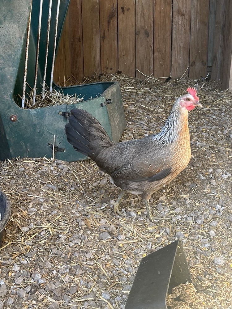 Bennett Grey Fowl 6++