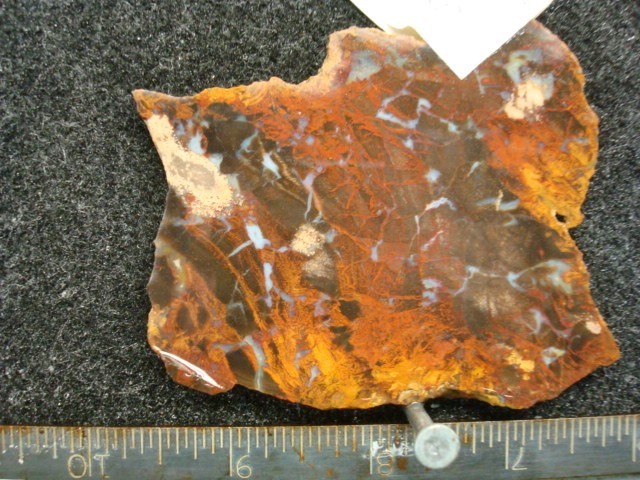 three rivers texas petrified wood slab