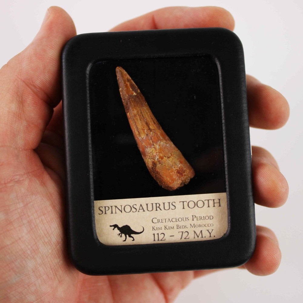 Original Spinosaurus Tooth - Excellent Quality - With Display Case