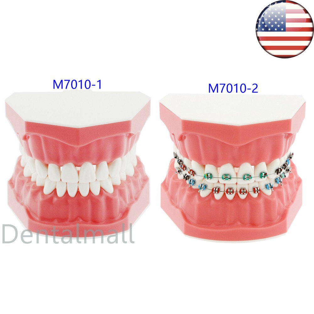 US Dental Teach Typodont Demonstration Teeth Model For Patient Study Brushing