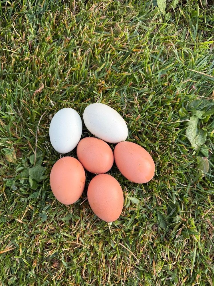 12 Black Australorp Hatching Eggs