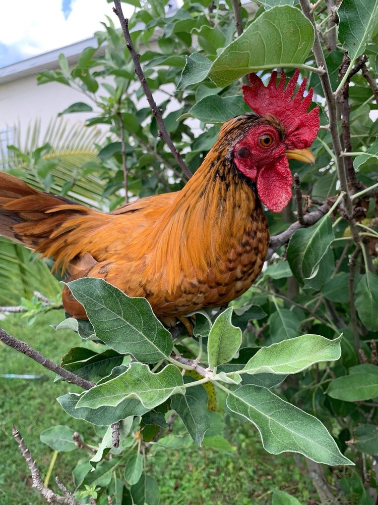 4 Kikirikis Hatching Eggs