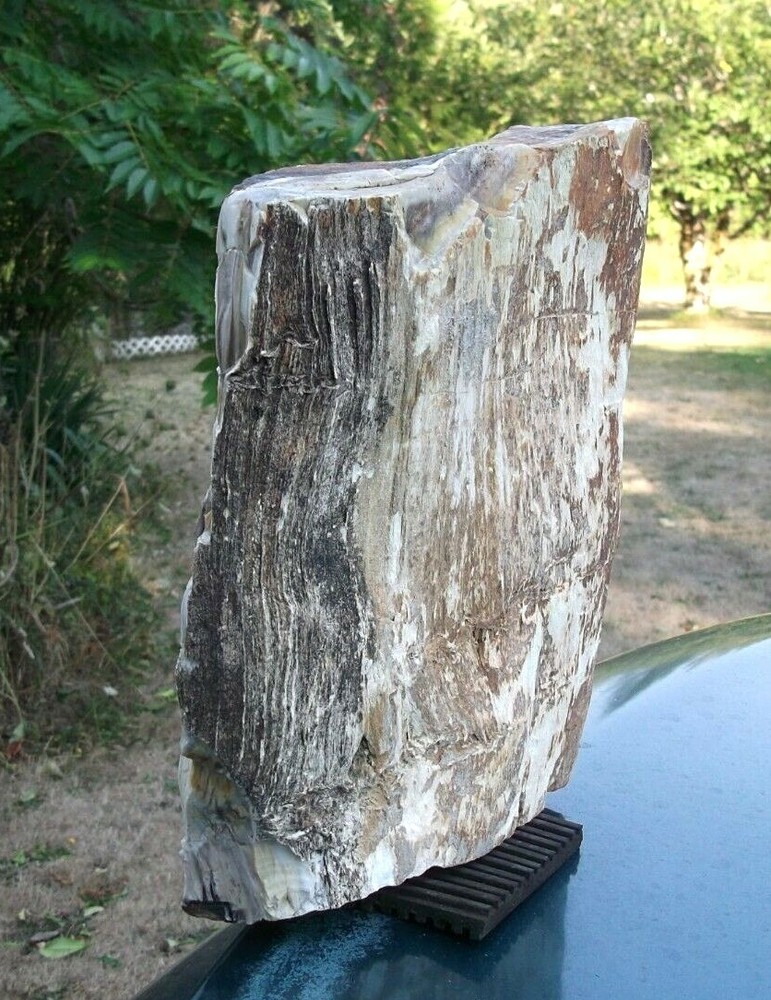 Petrified Wood Display Specimen 10.5 lbs, WA state