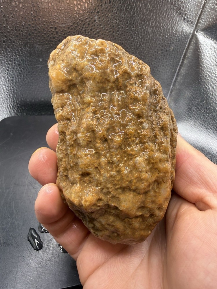 Ancient Fossilized Indiana Geode Ammonite Agate 2,350 Carats