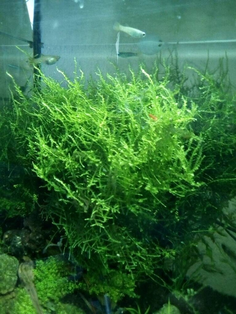 Java Moss / Christmas Moss (20 grams or .70 oz)