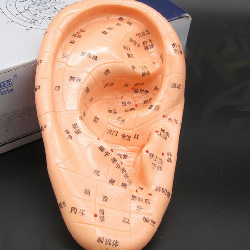 Traditional Human Acupuncture Learning Model Ear Hand Foot Teaching Model Tool