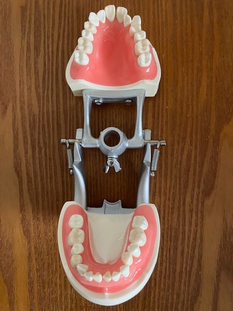 US Dental Typodont Teeth Model