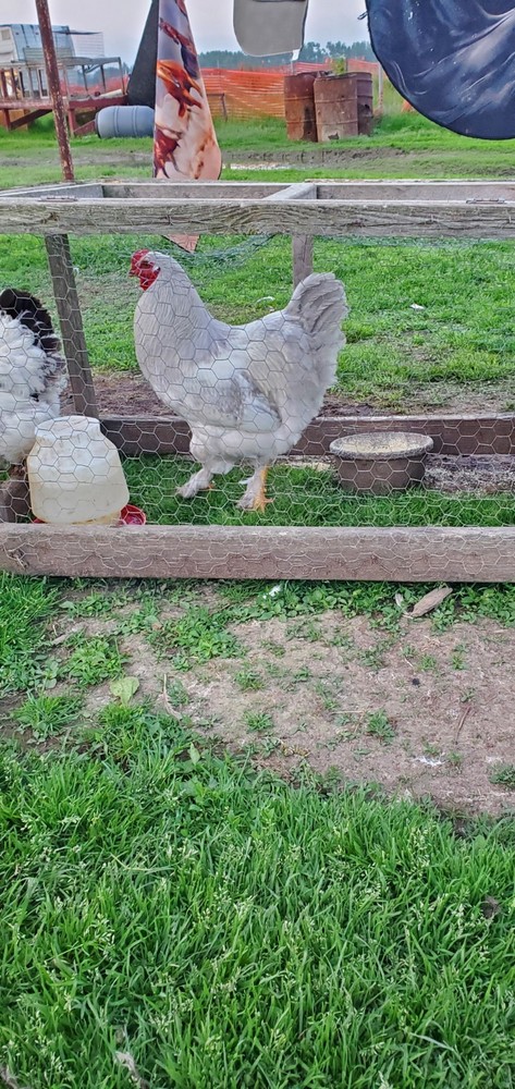 Self Blue Light Columbia Brahma Hatching Eggs 6+