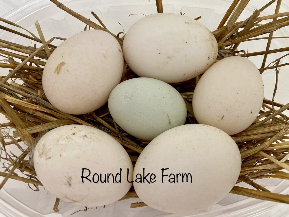 12 assorted duck hatching eggs